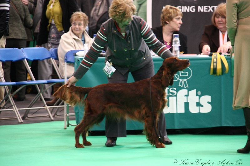 Crufts2011 373.jpg